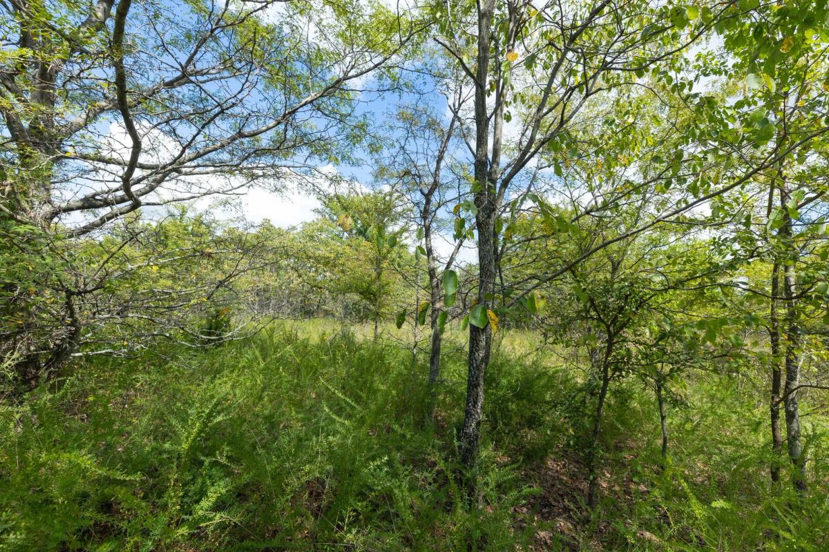 Decorative background for Reserves At Cattail Cove Phase II Tract 101 image 12
