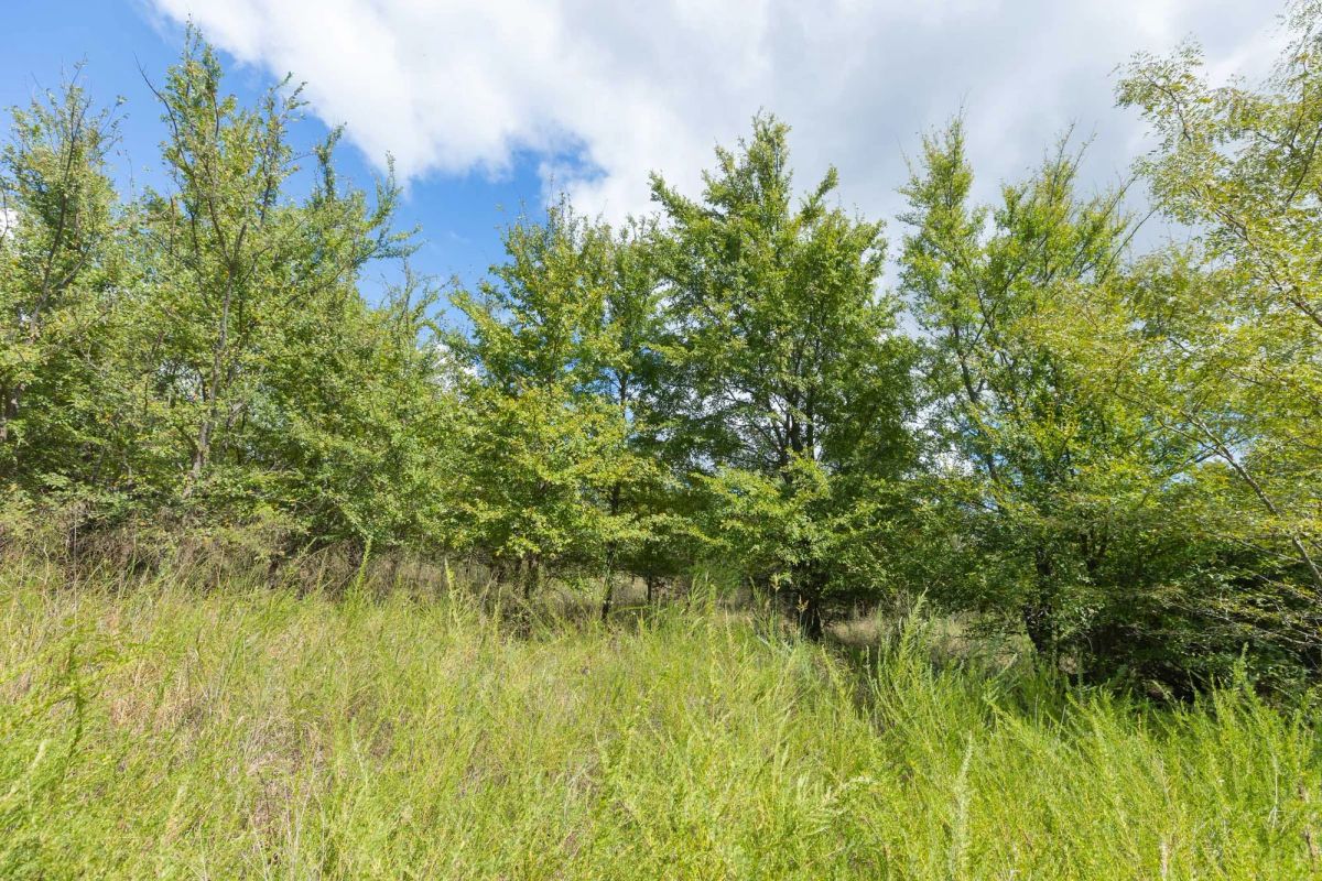 Decorative background for Reserves At Cattail Cove Phase II Tract 101 image 13