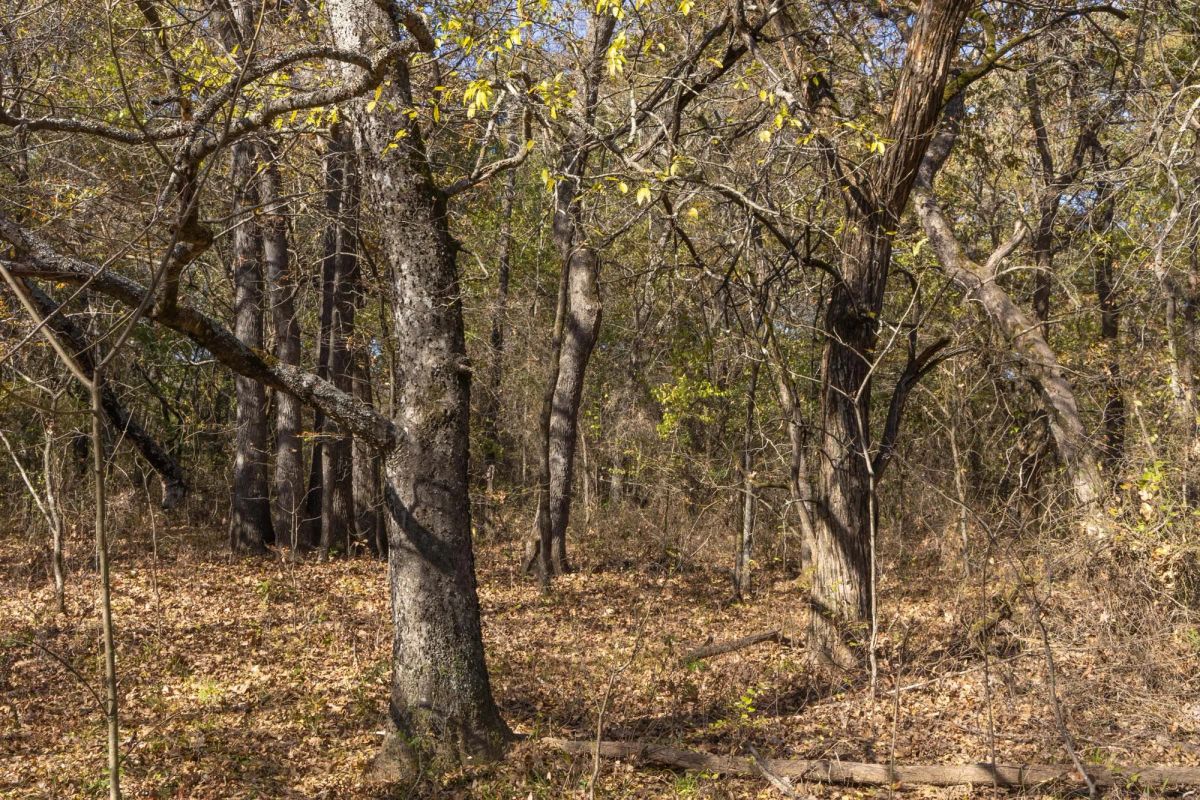 Decorative background for Harmony Hills Tract 39 image 7