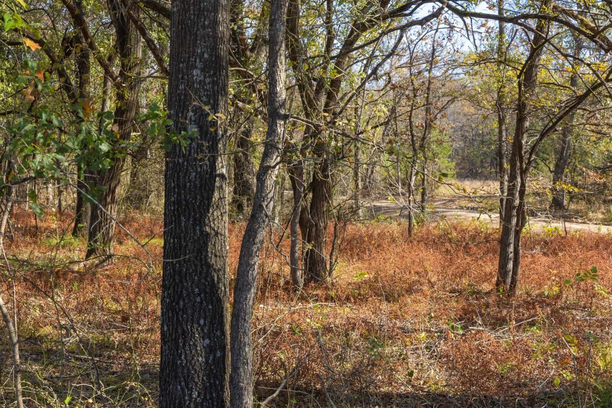 Decorative background for Harmony Hills Tract 39 image 8