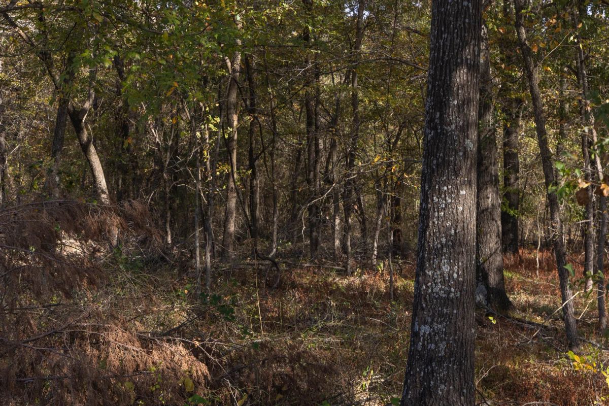 Decorative background for Harmony Hills Tract 39 image 11