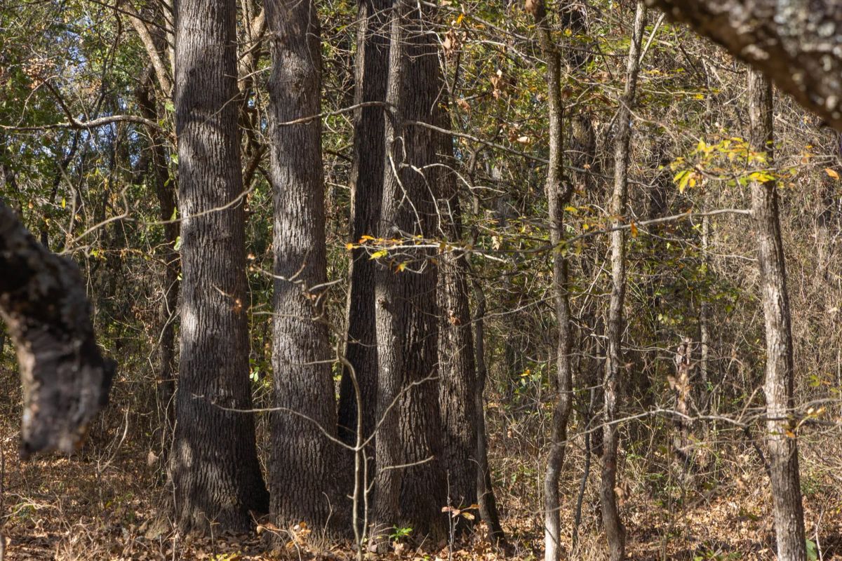 Decorative background for Harmony Hills Tract 39 image 12