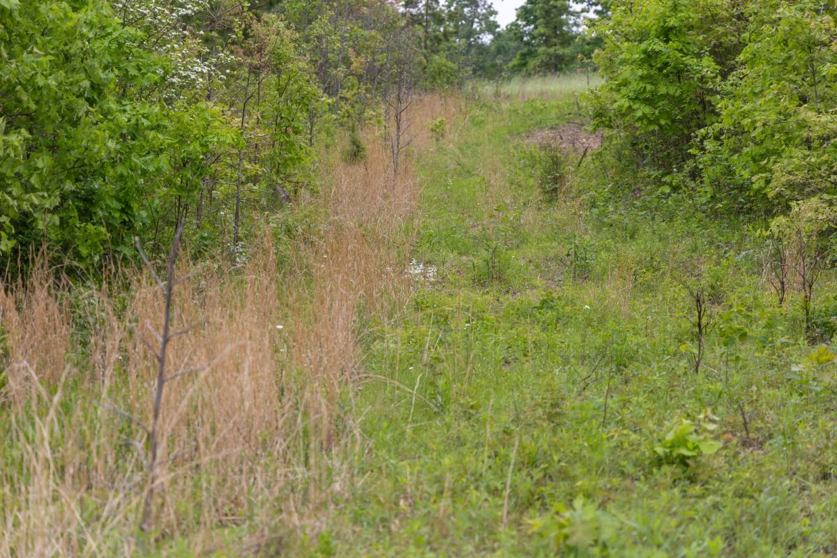 Decorative background for Sleepy Hollow Phase II Tract 107 image 5