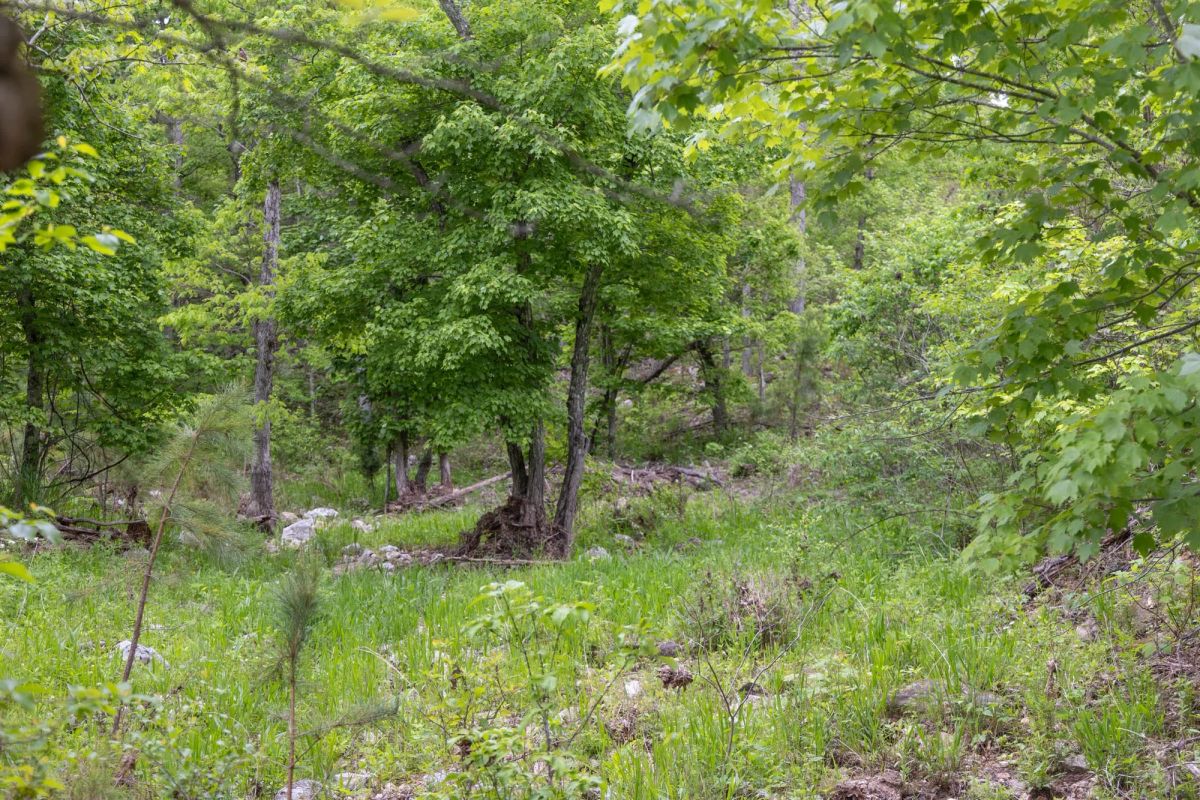 Decorative background for Sleepy Hollow Phase II Tract 107 image 7