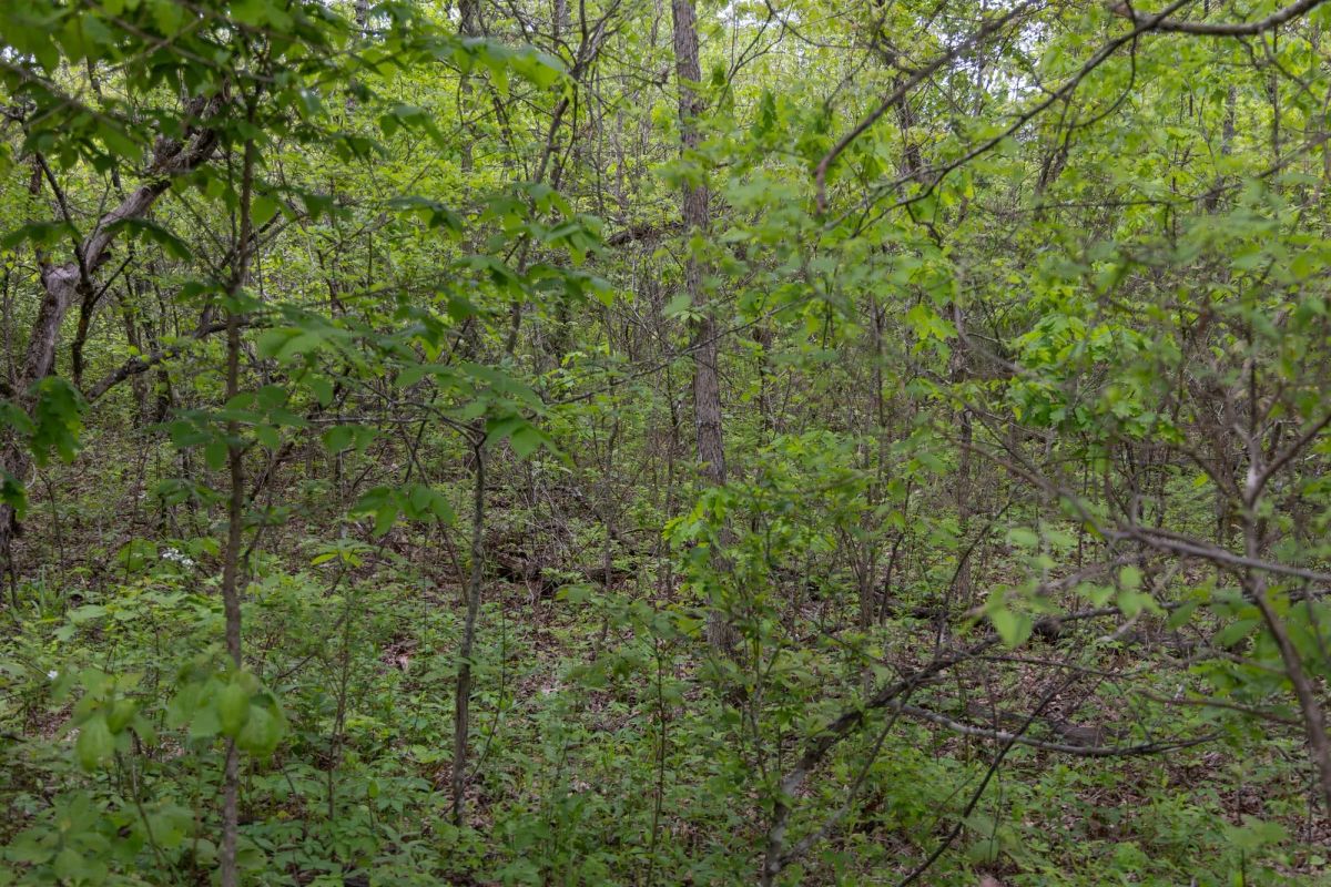 Decorative background for Sleepy Hollow Phase II Tract 107 image 8