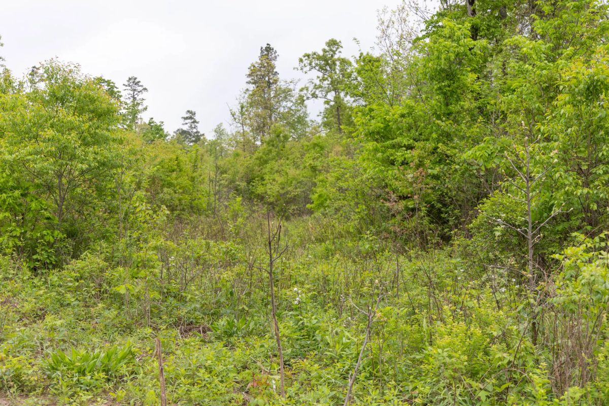 Decorative background for Sleepy Hollow Phase II Tract 107 image 9
