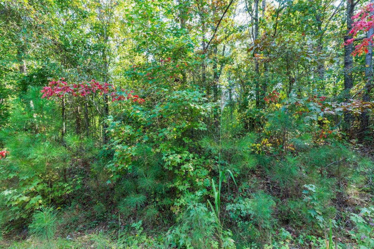 Willow Grove Tract 6 - Image 2