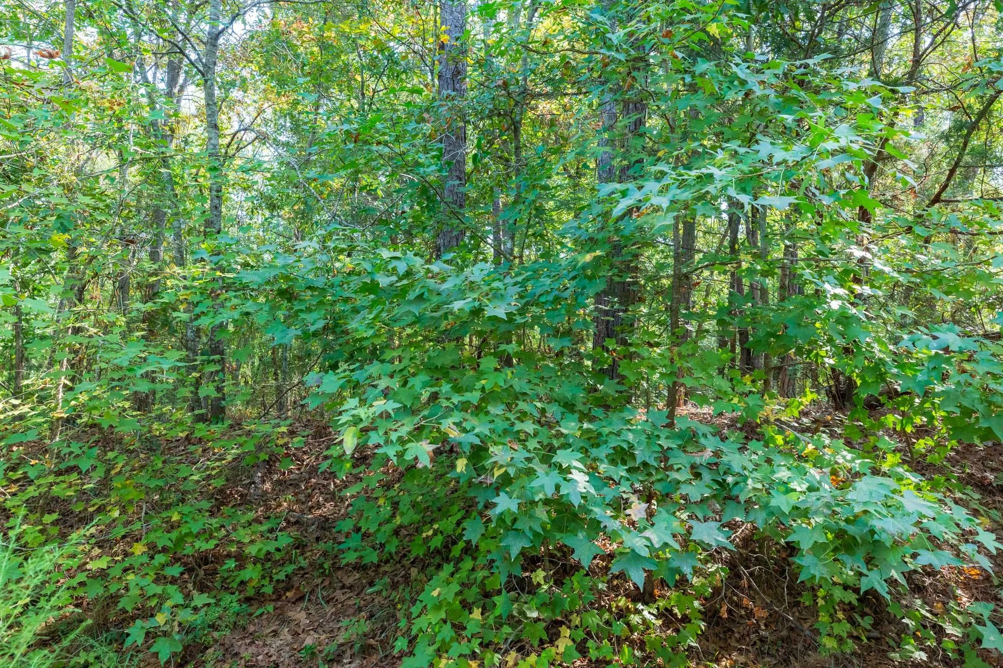 Willow Grove Tract 6 in Lamar County, AL