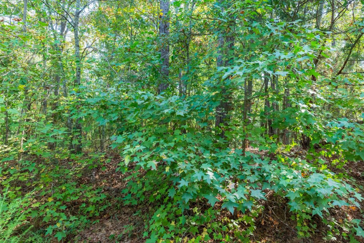 Willow Grove Tract 6 - Image 4
