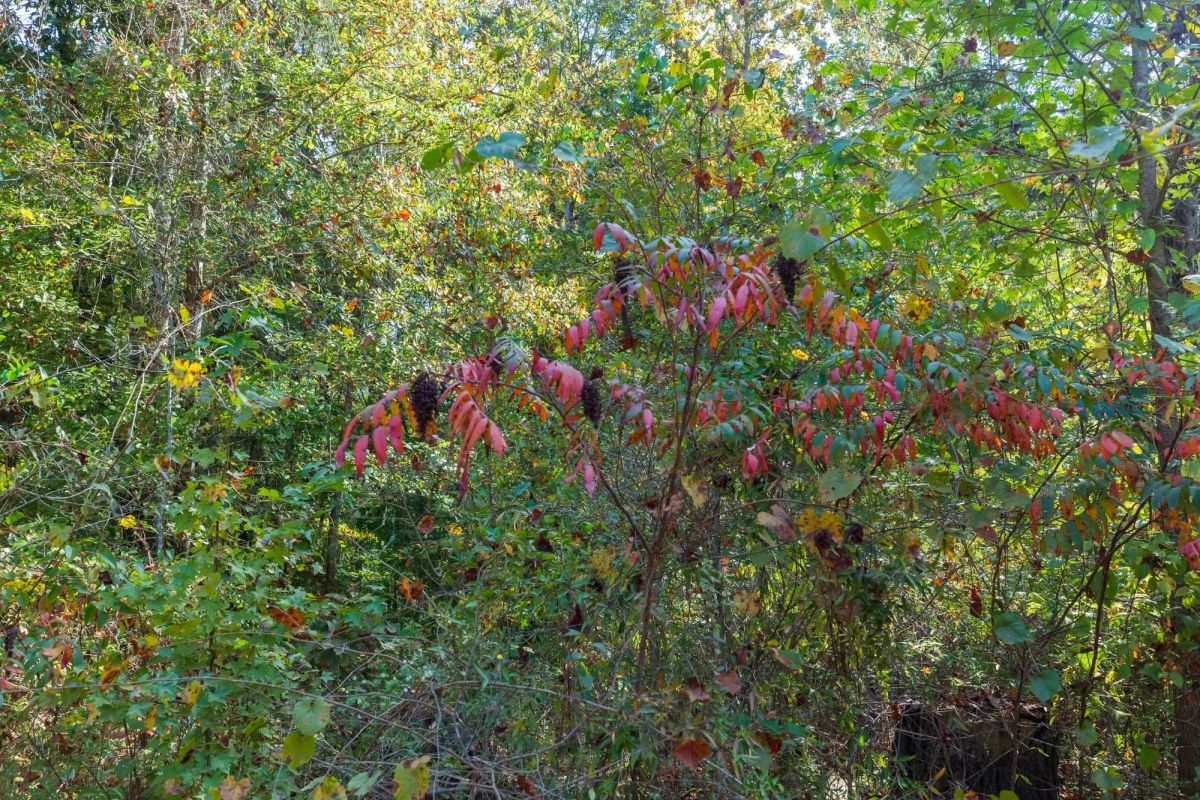 Decorative background for Willow Grove Tract 6 image 5
