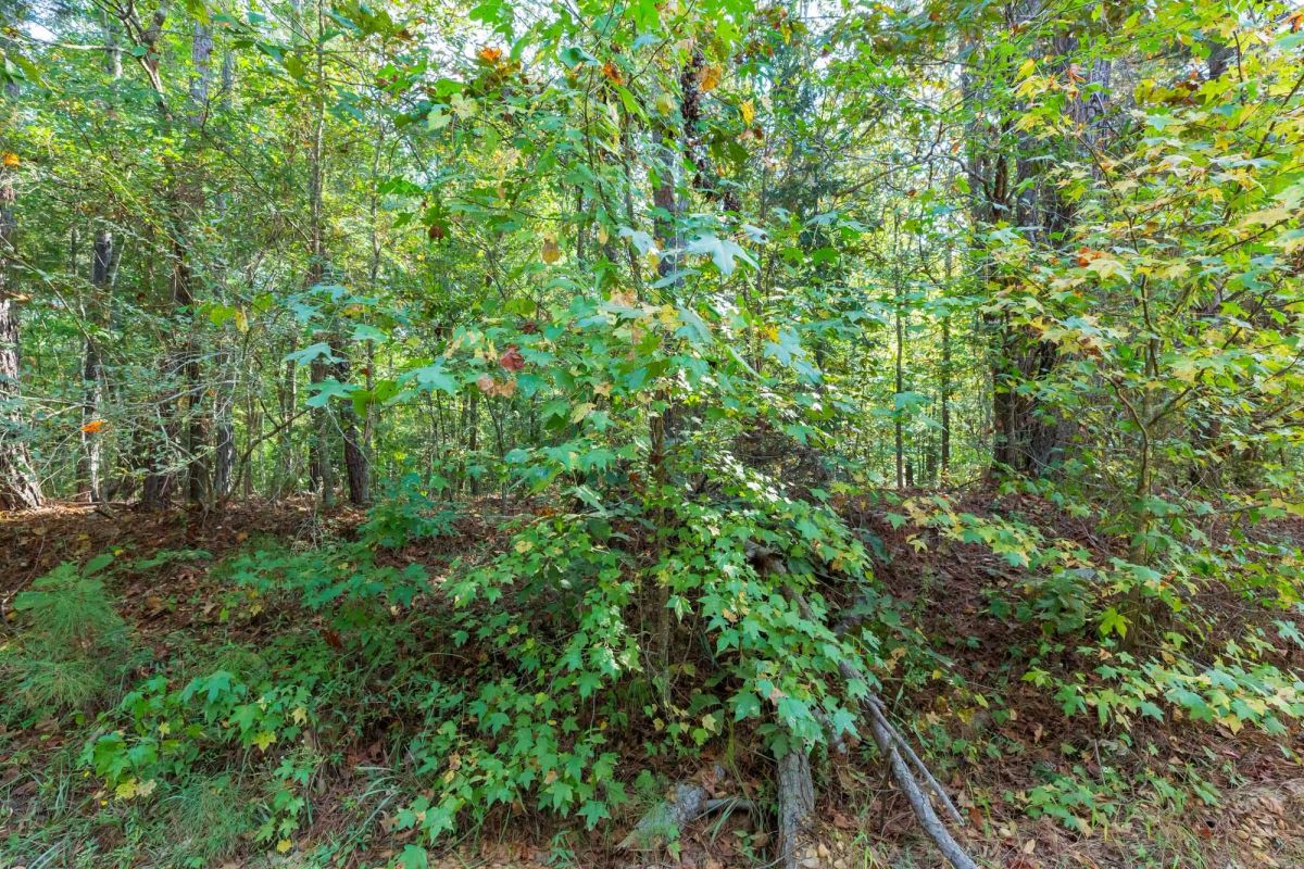 Decorative background for Willow Grove Tract 6 image 7