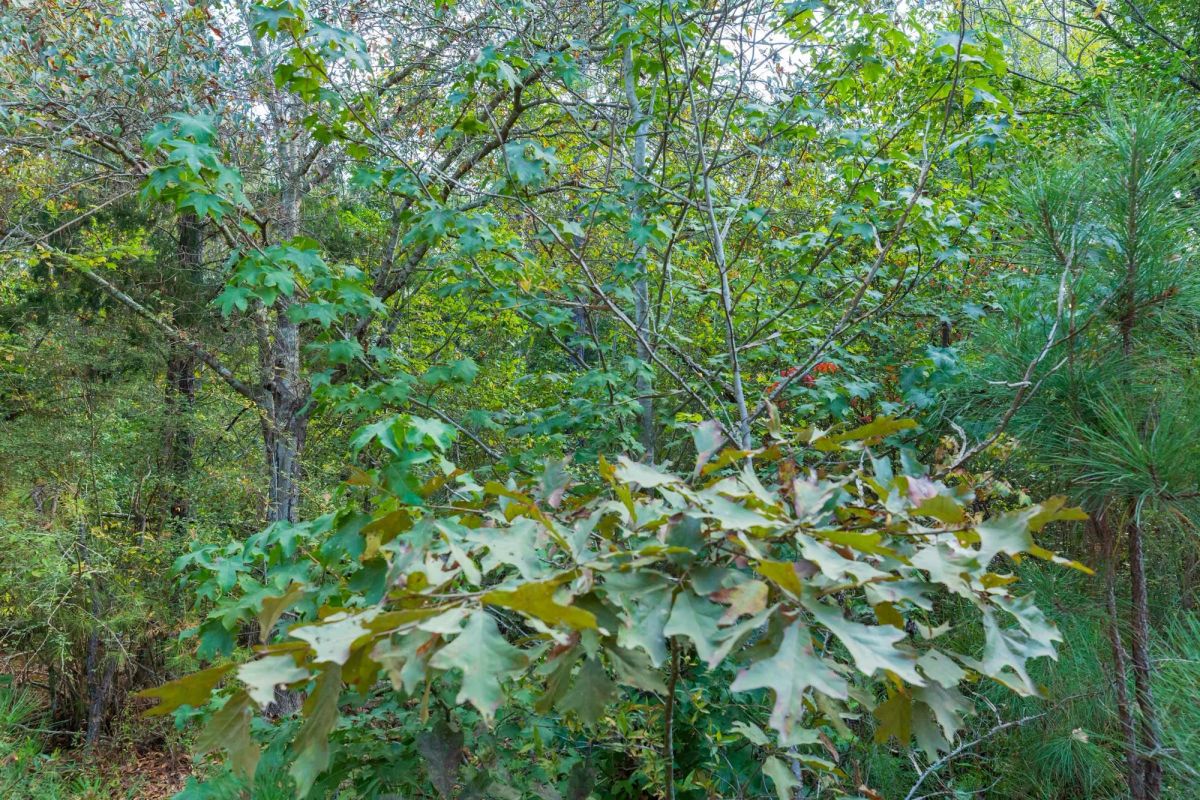 Decorative background for Willow Grove Tract 6 image 8