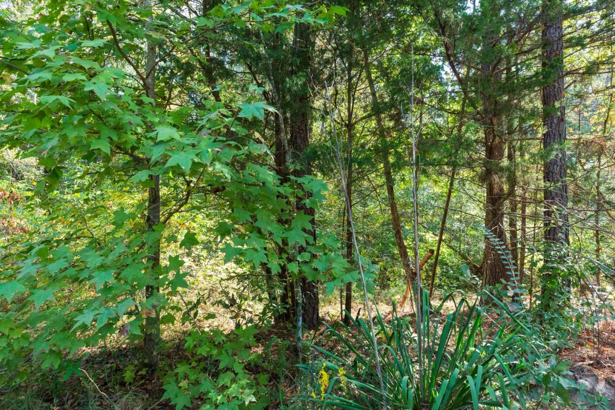 Decorative background for Willow Grove Tract 6 image 9
