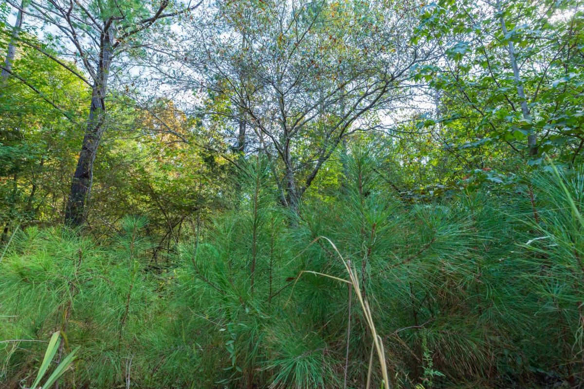 Decorative background for Willow Grove Tract 6 image 10