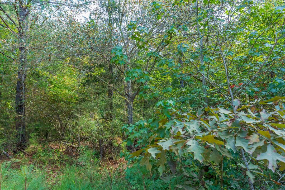 Decorative background for Willow Grove Tract 6 image 11