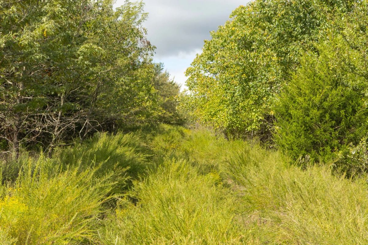 Decorative background for Reserves At Cattail Cove Phase II Tract 64 image 5