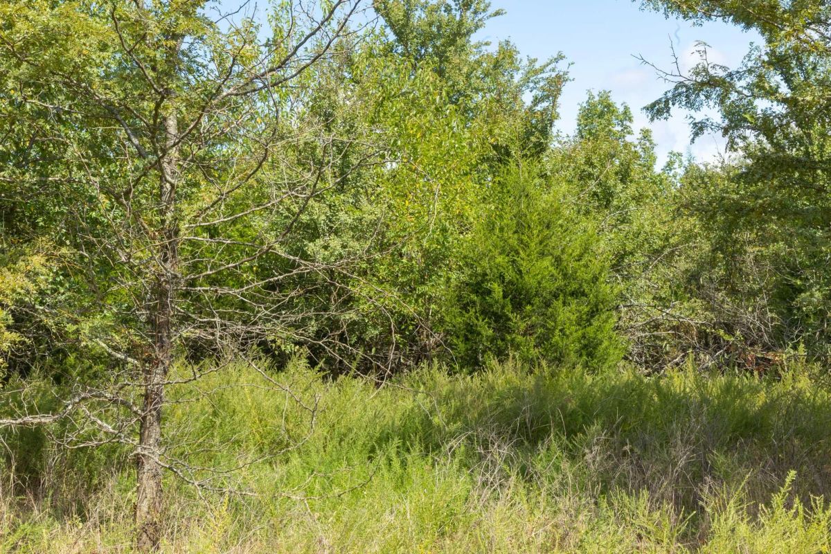 Decorative background for Reserves At Cattail Cove Phase II Tract 64 image 7