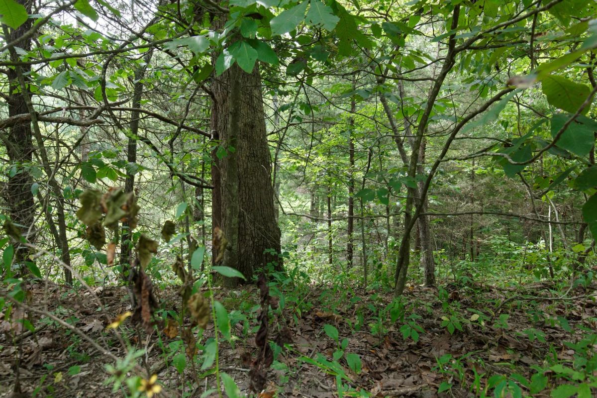 Spring Lake Plat 5 Tract 298 - Image 4