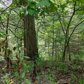 Spring Lake Plat 5 Tract 298 in Miller County, MO