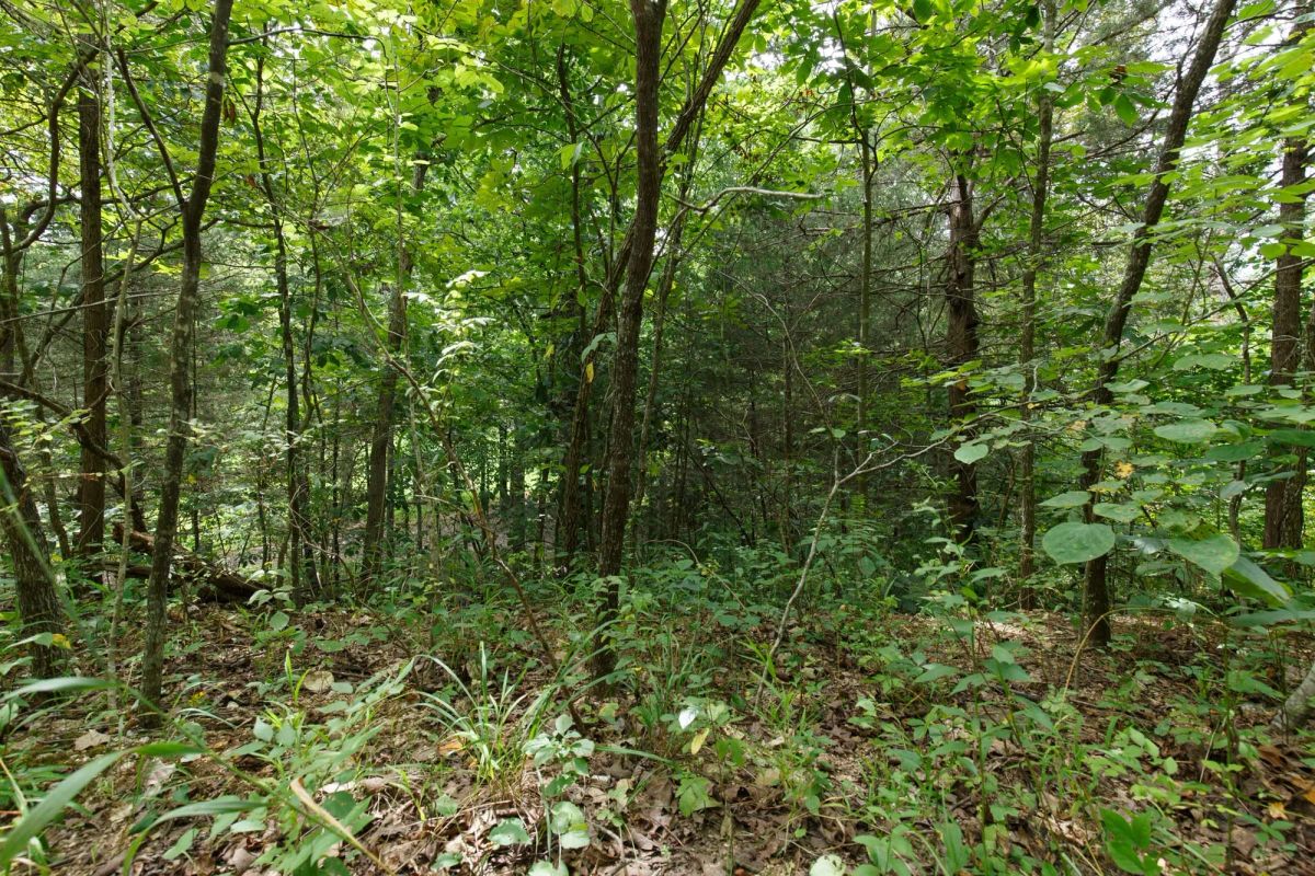 Decorative background for Spring Lake Plat 5 Tract 298 image 6