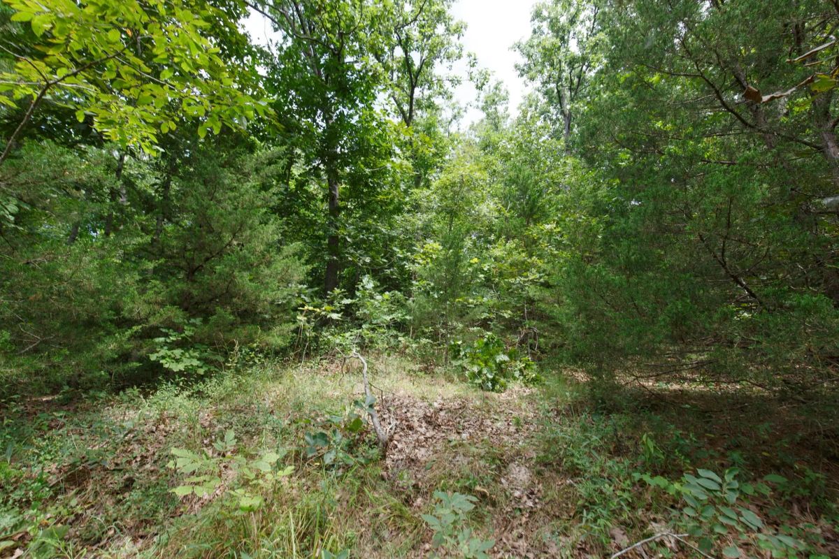 Decorative background for Spring Lake Plat 5 Tract 298 image 7