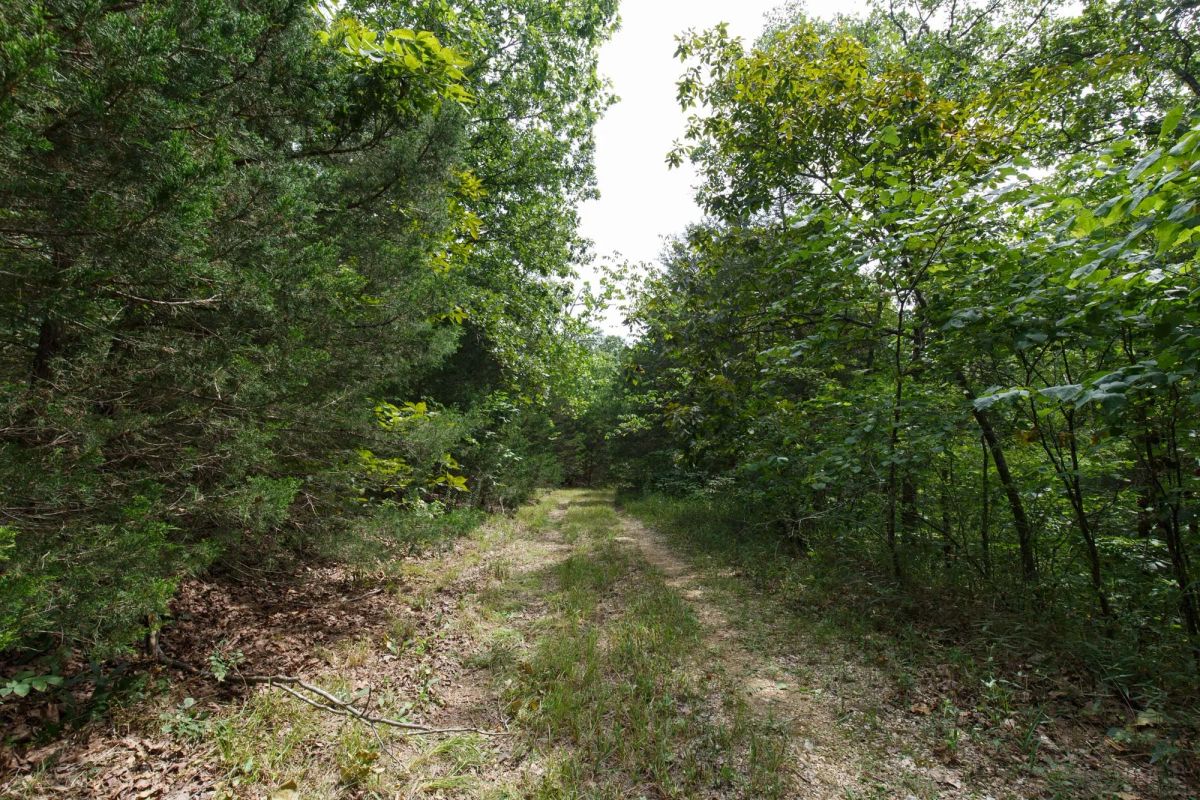 Decorative background for Spring Lake Plat 5 Tract 298 image 8