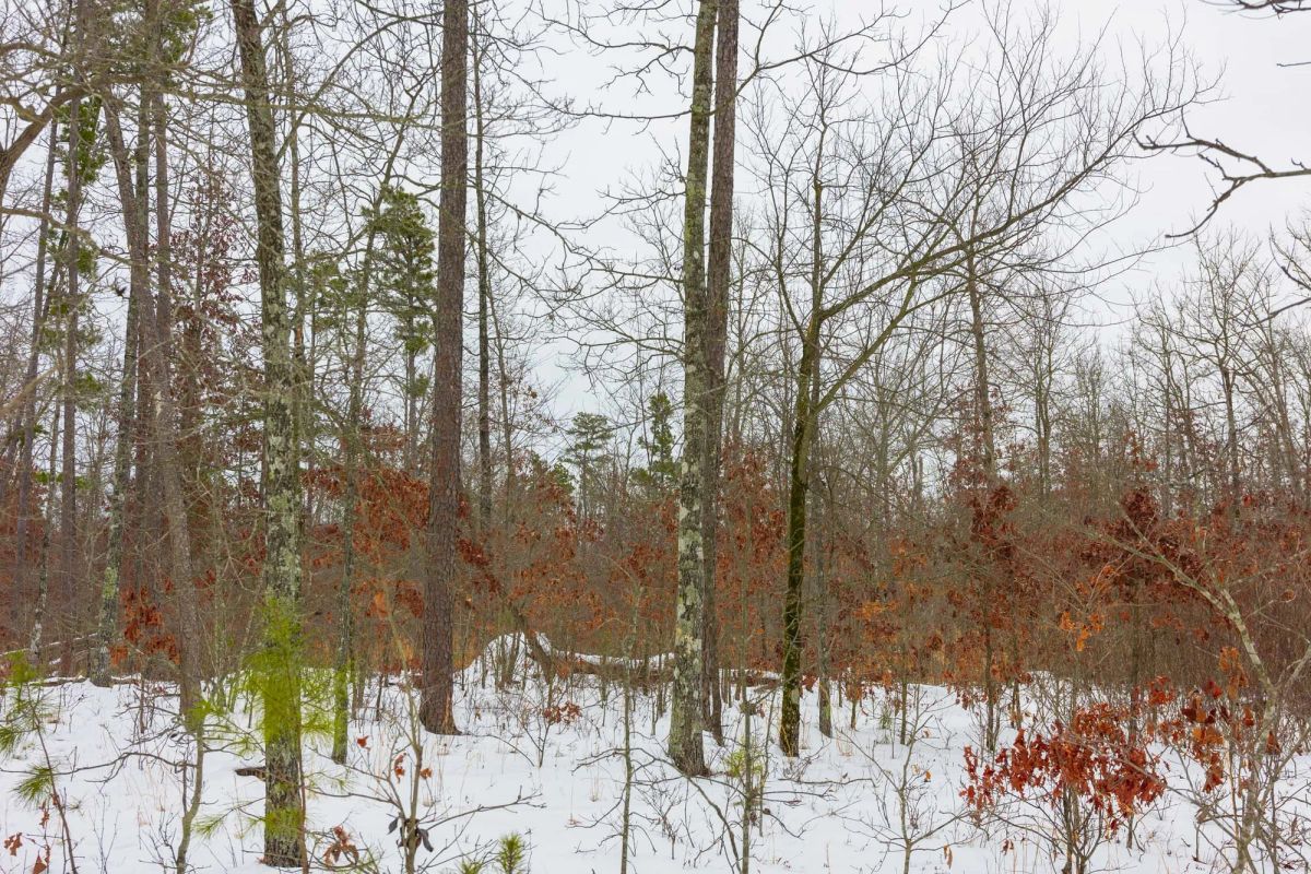 Decorative background for Sleepy Hollow Phase I Tract 9 image 6