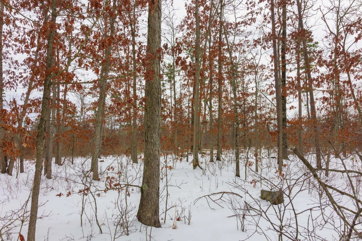 Decorative background for Sleepy Hollow Phase I Tract 9 image 8