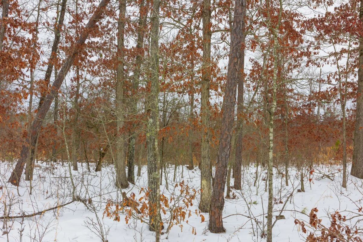 Decorative background for Sleepy Hollow Phase I Tract 9 image 14