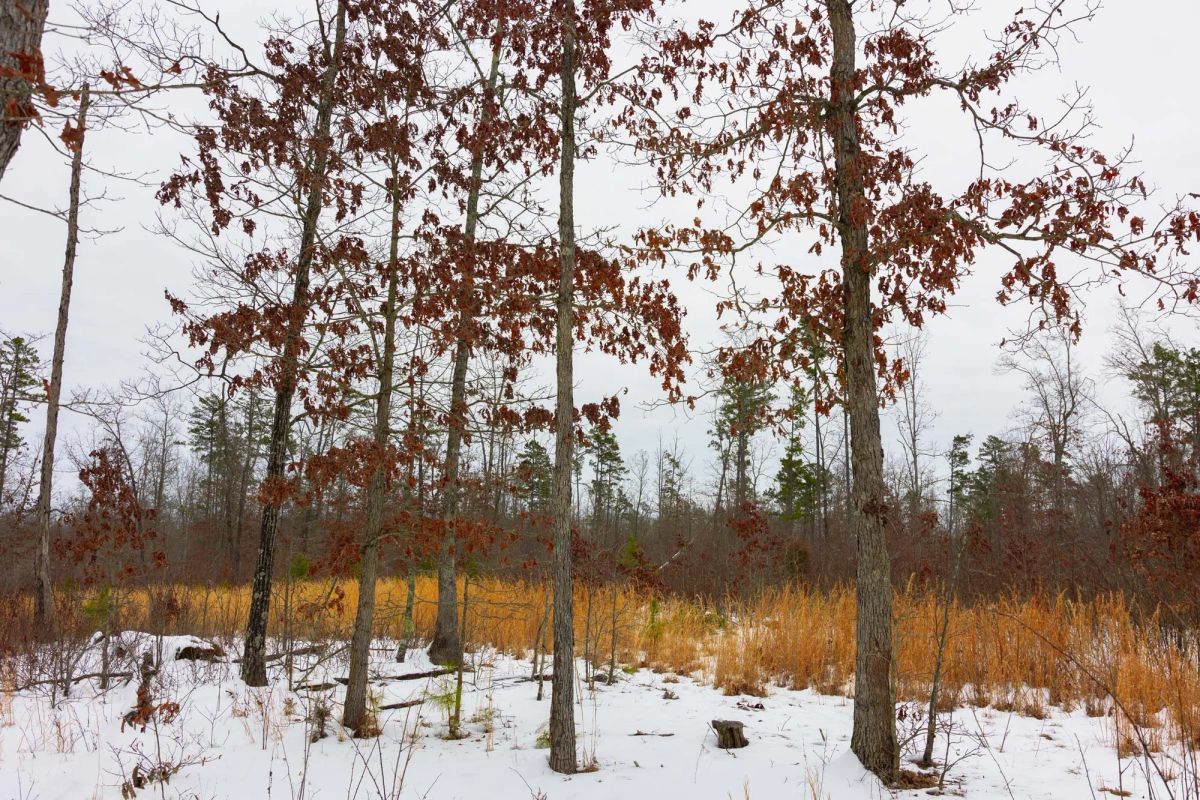 Decorative background for Sleepy Hollow Phase I Tract 9 image 15