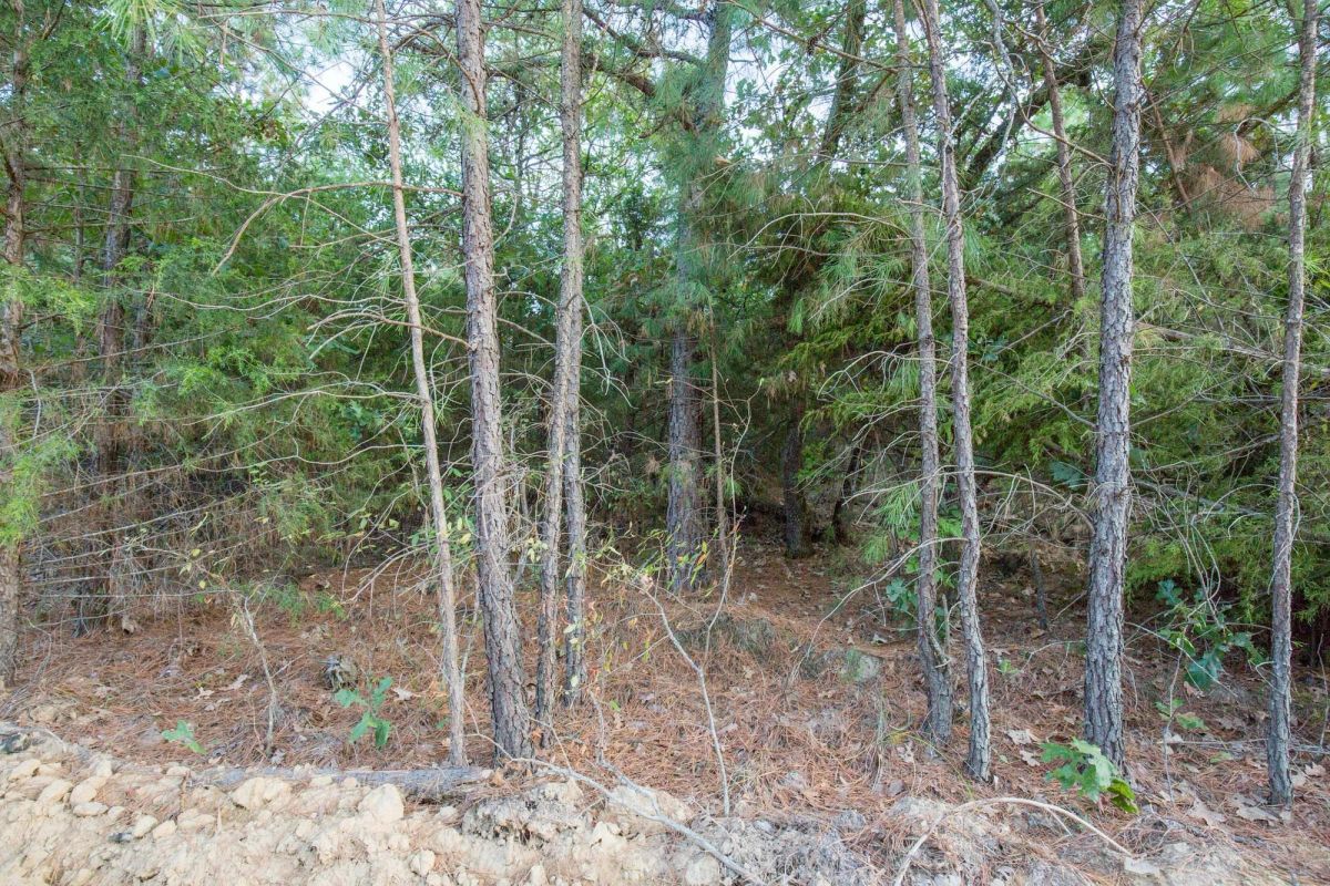 Decorative background for Stone Bridge Phase I Tract 66 image 8