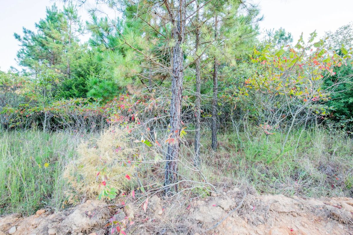 Decorative background for Stone Bridge Phase I Tract 66 image 11