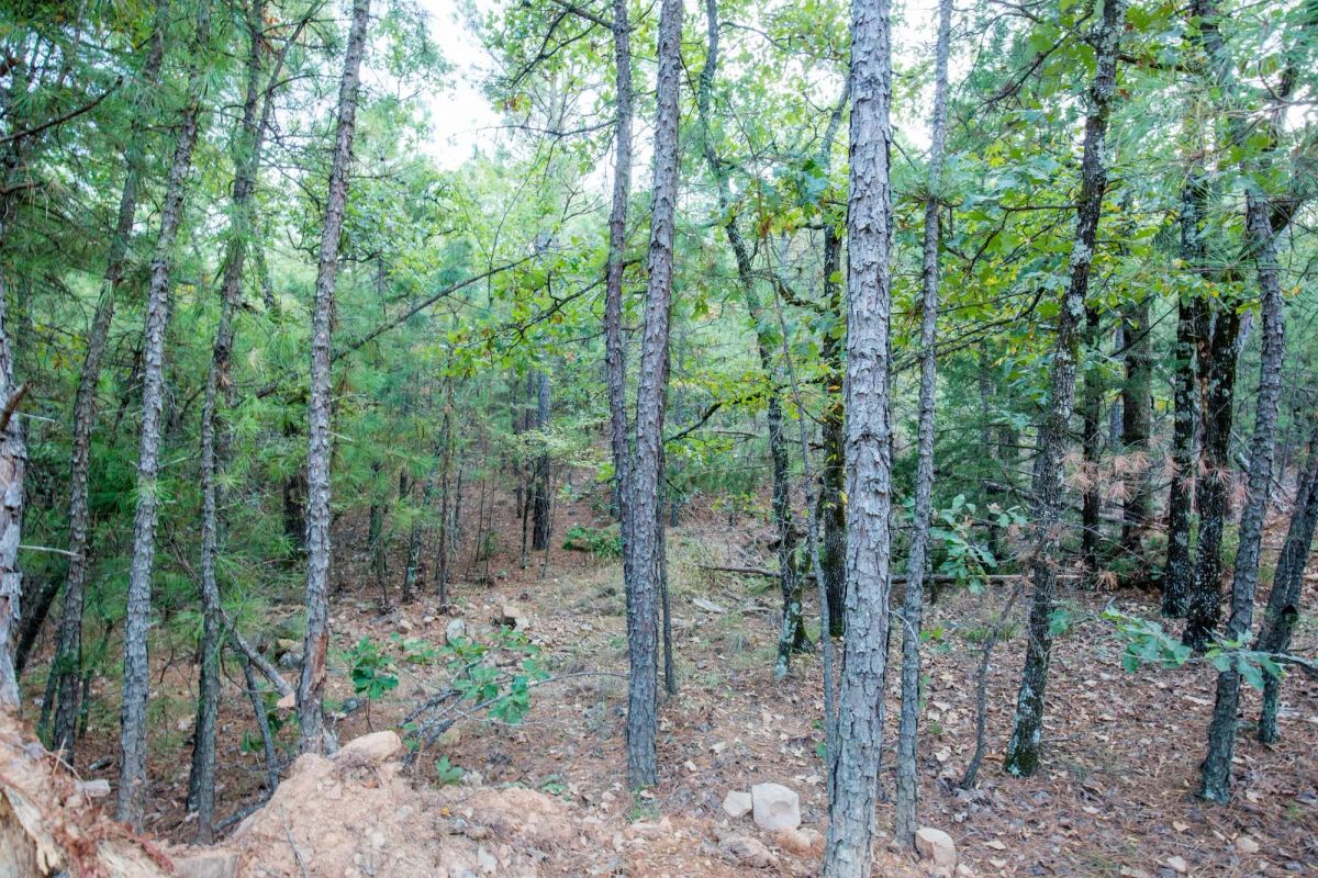 Decorative background for Stone Bridge Phase I Tract 66 image 13