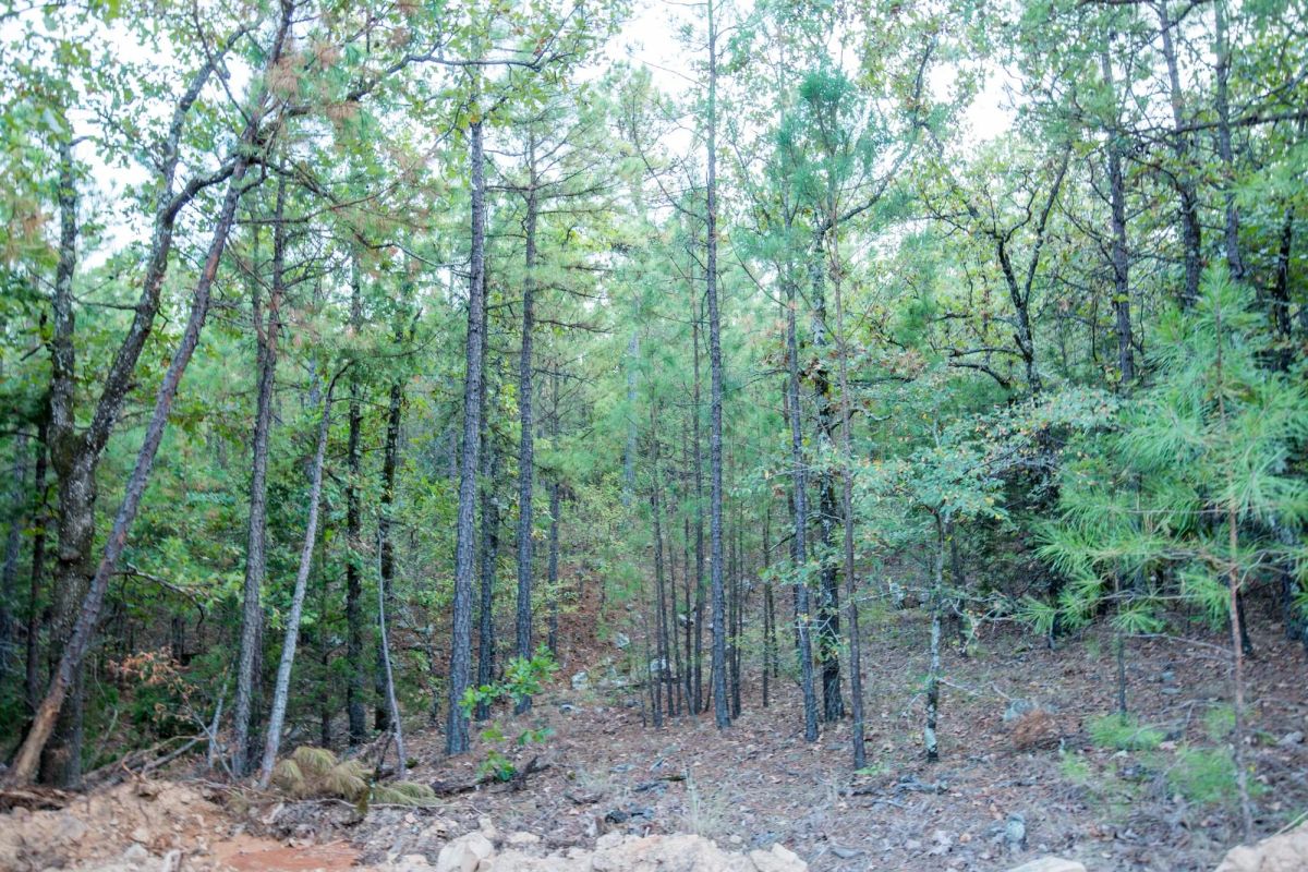 Decorative background for Stone Bridge Phase I Tract 66 image 14