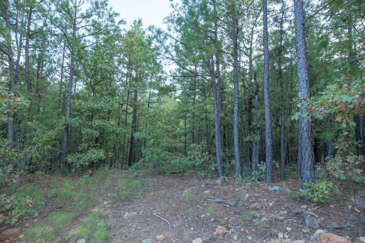 Decorative background for Stone Bridge Phase I Tract 66 image 17