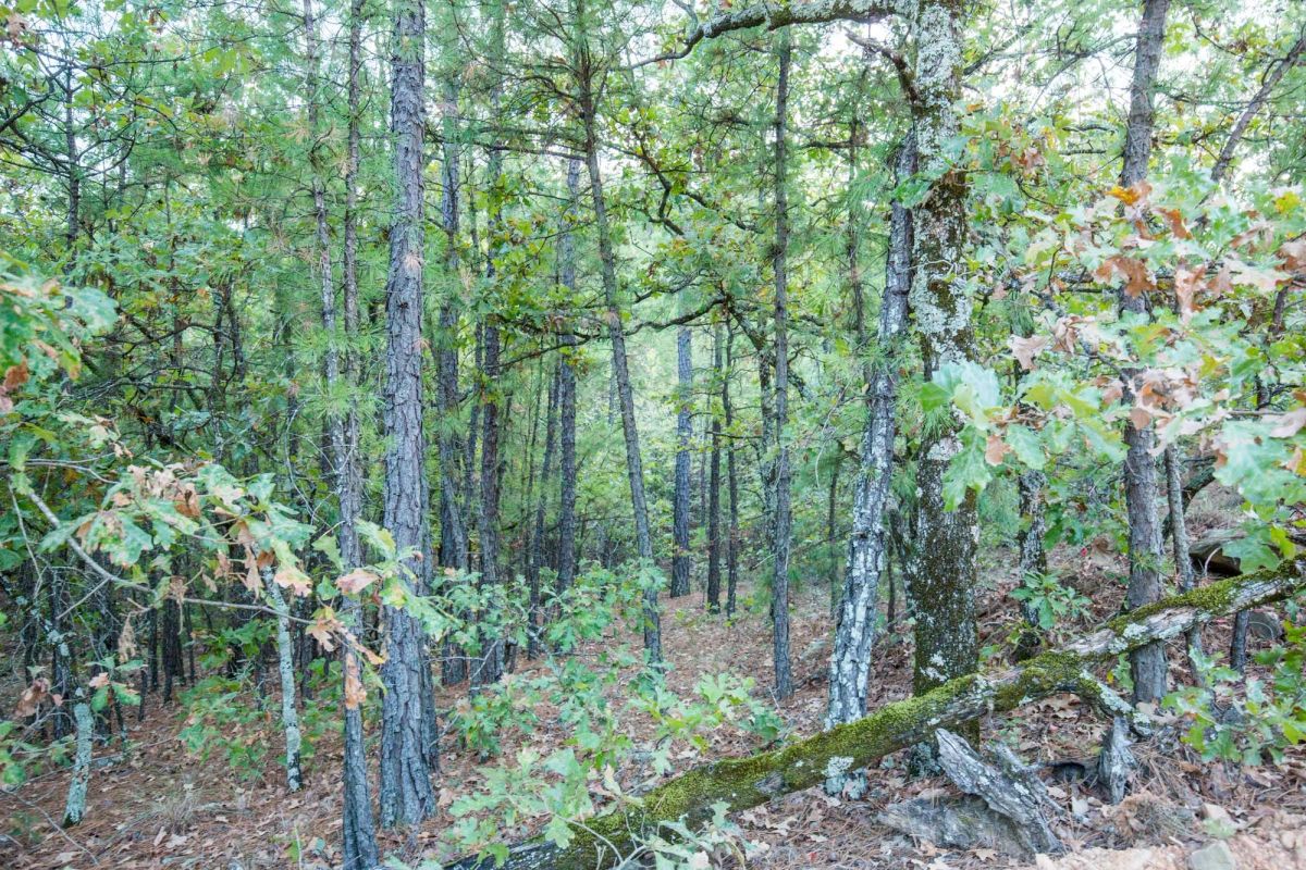 Decorative background for Stone Bridge Phase I Tract 66 image 18