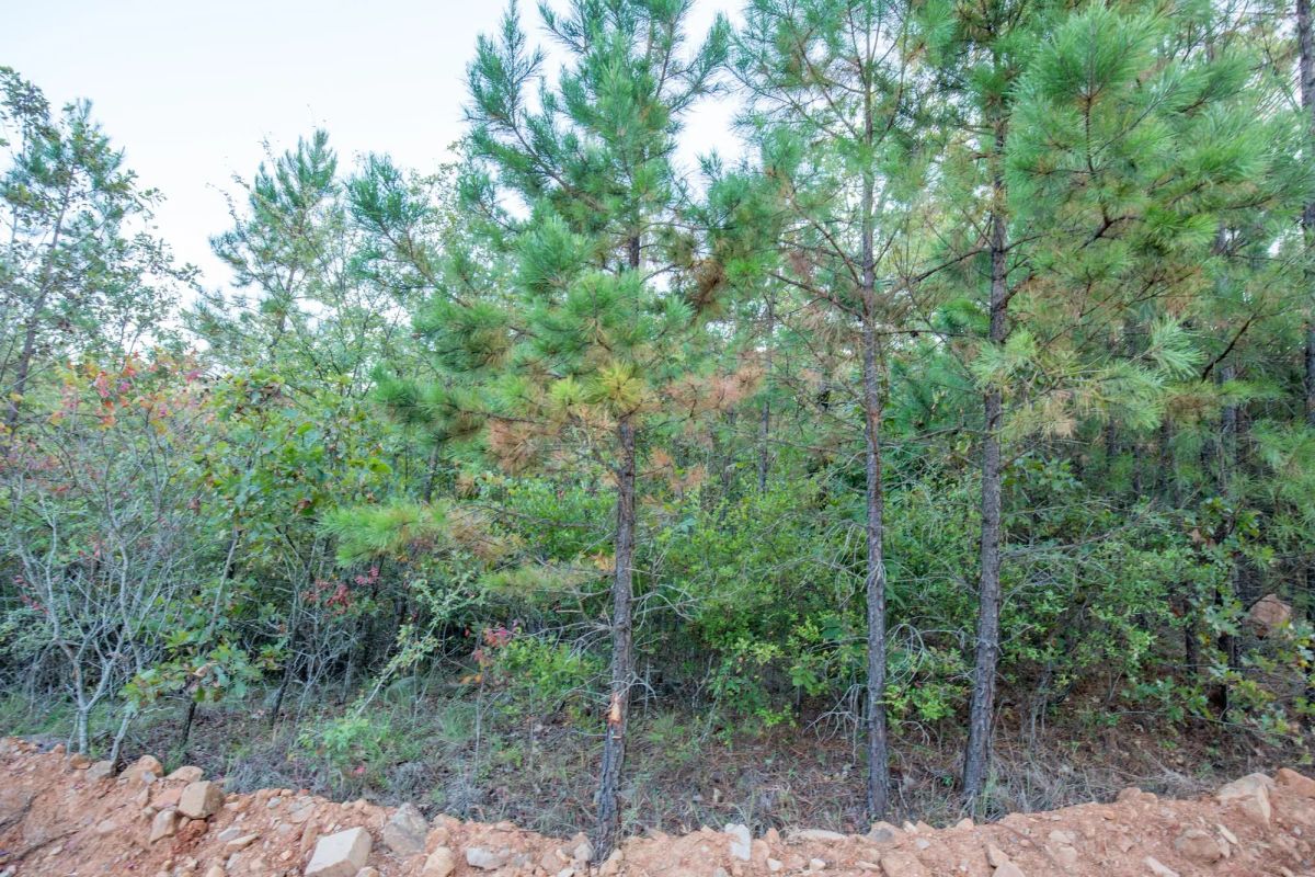 Decorative background for Stone Bridge Phase I Tract 66 image 19