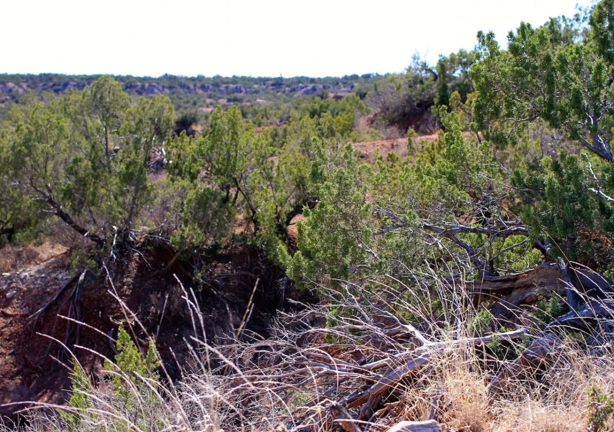 Decorative background for Red Rock Ranch Tract 13 image 6