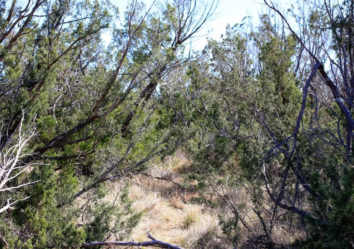 Decorative background for Red Rock Ranch Tract 13 image 9