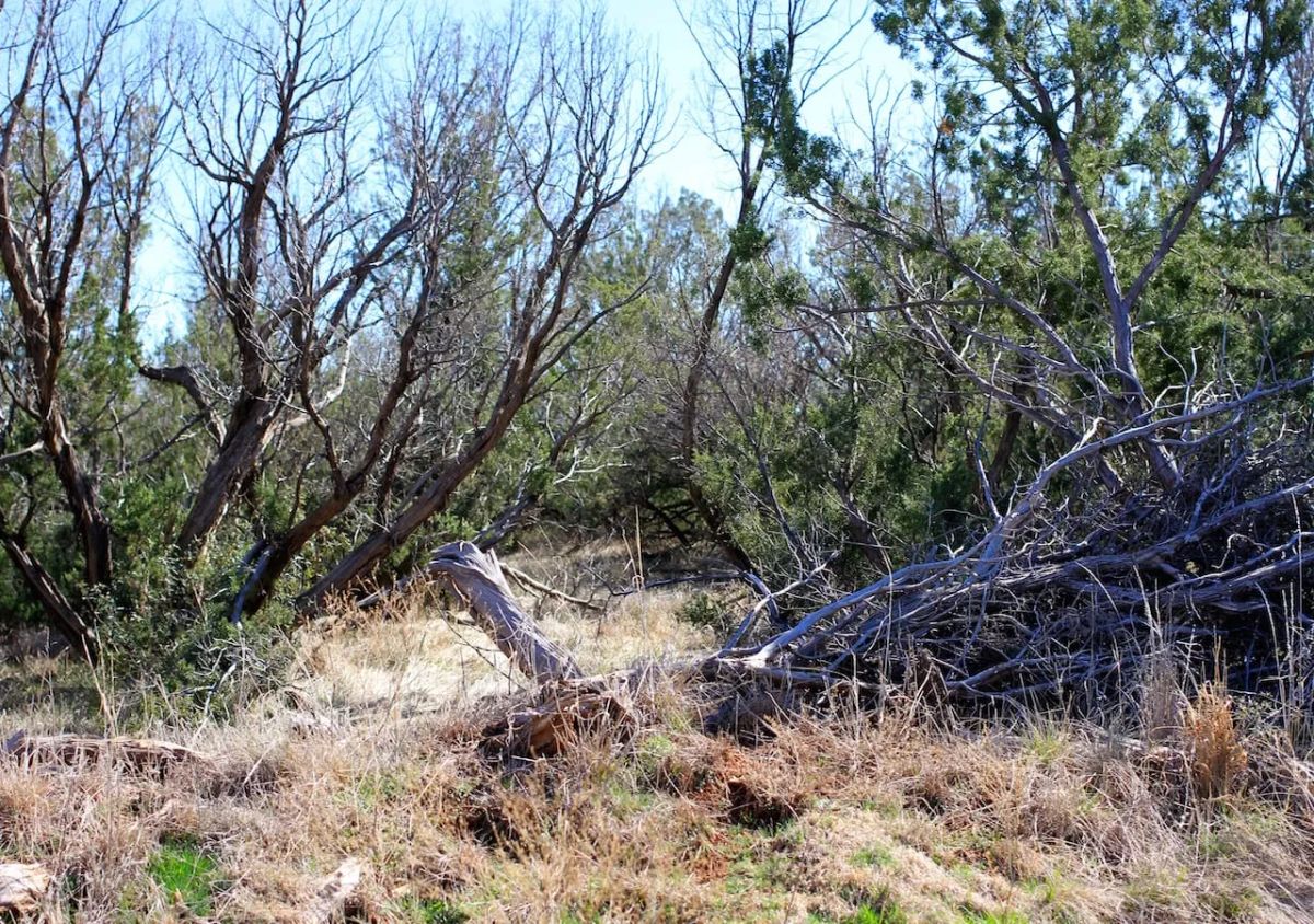 Decorative background for Red Rock Ranch Tract 13 image 10