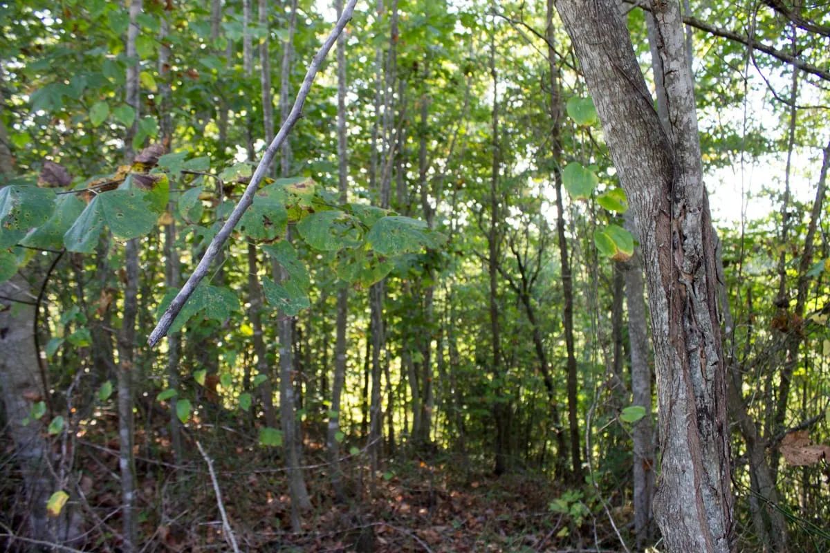 Black Oak Ranch Tract 1 - Image 3