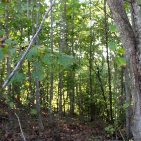 Black Oak Ranch Tract 1 in Rockcastle County, KY