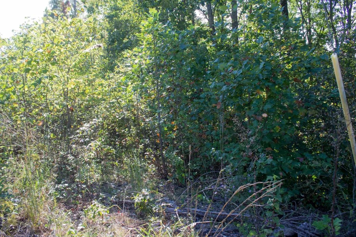 Decorative background for Black Oak Ranch Tract 1 image 6