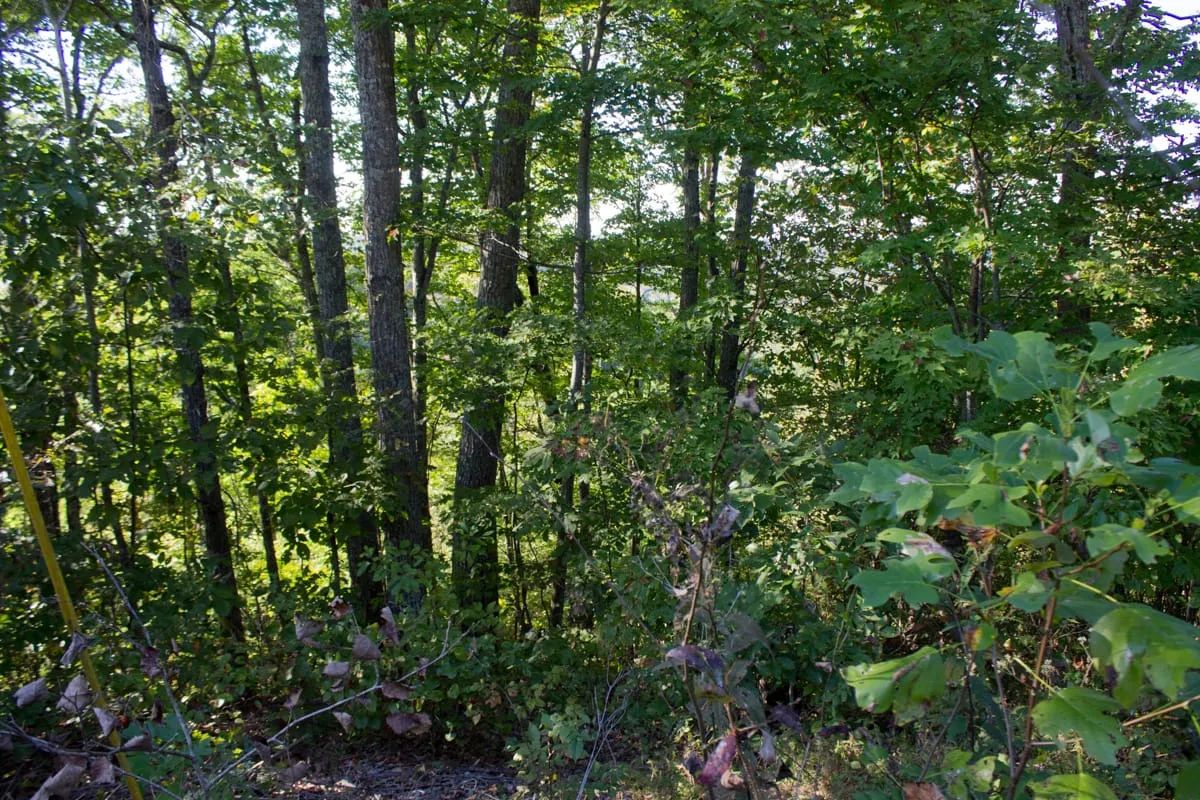 Decorative background for Black Oak Ranch Tract 1 image 7