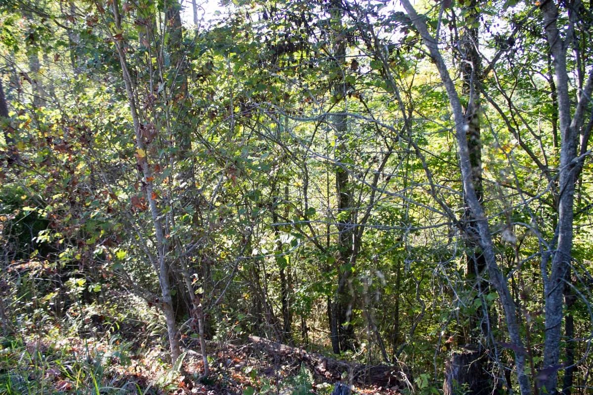 Decorative background for Black Oak Ranch Tract 1 image 9