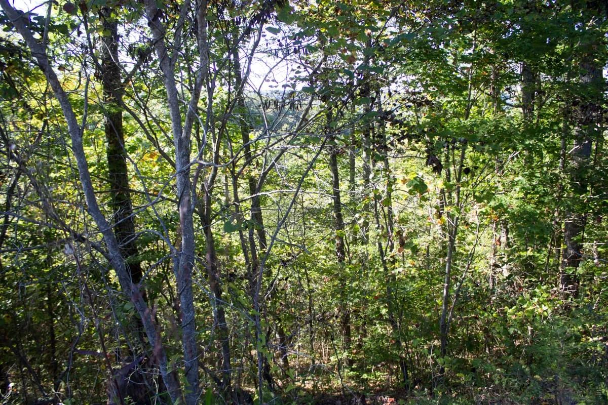 Decorative background for Black Oak Ranch Tract 1 image 10