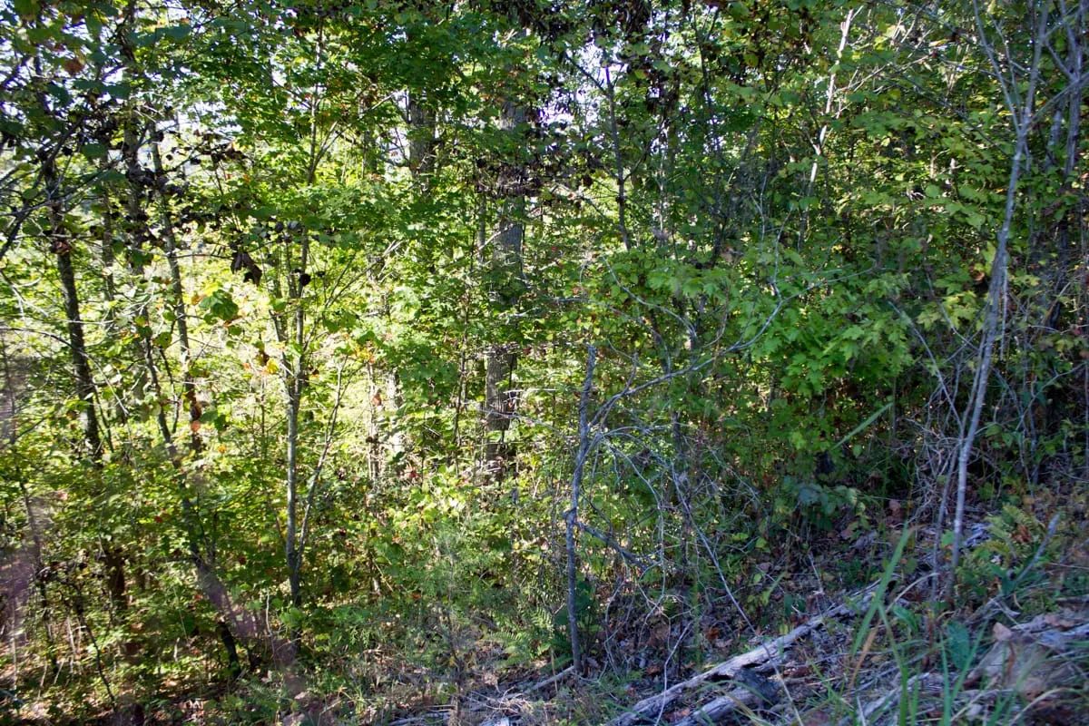 Decorative background for Black Oak Ranch Tract 1 image 11