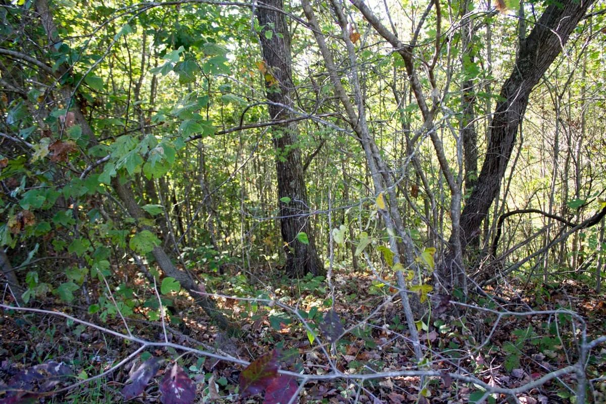 Decorative background for Black Oak Ranch Tract 1 image 12