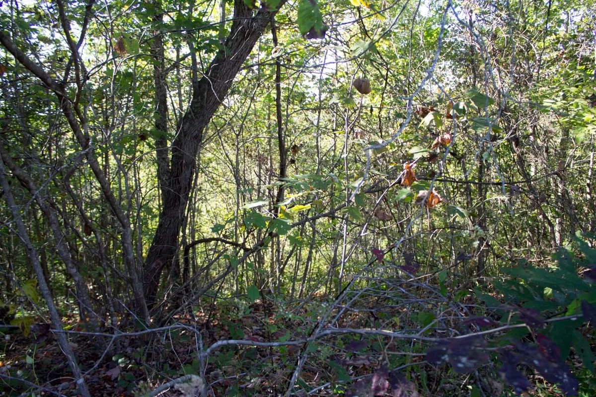 Decorative background for Black Oak Ranch Tract 1 image 13
