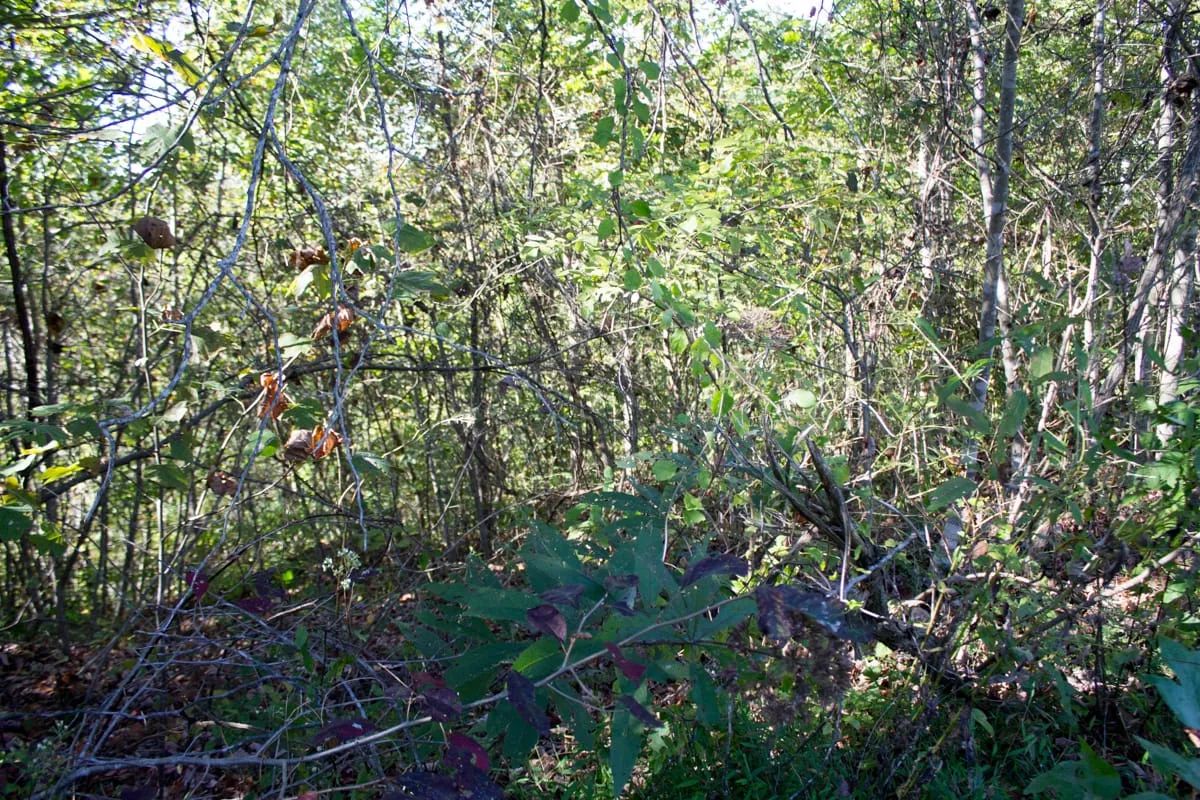 Decorative background for Black Oak Ranch Tract 1 image 14